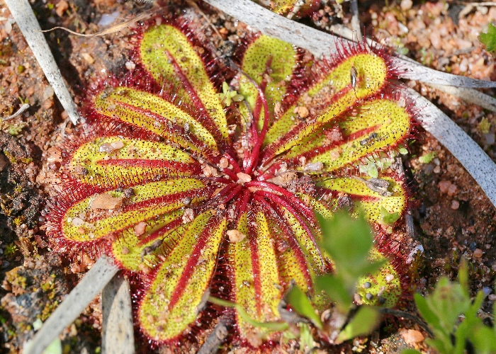 Australian Carnivorous Plants Droseraceae